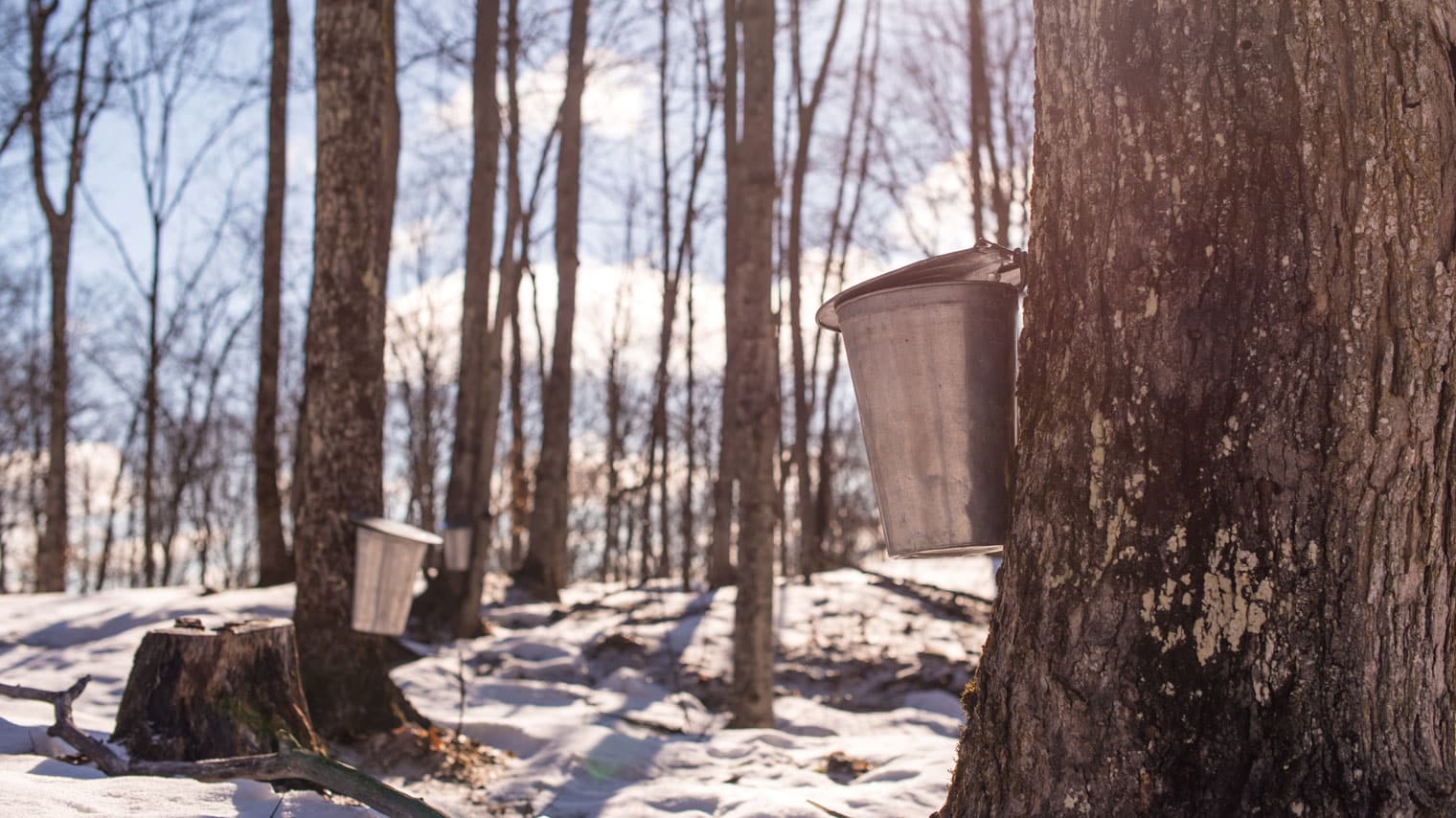 Maple in Muskoka – Muskoka Maple Path